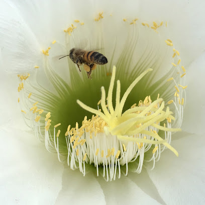 LV Bees - bee hive removal and honey, Las Vegas